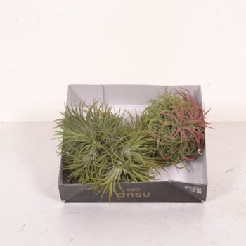 Tillandsia Magic Ball (XL)