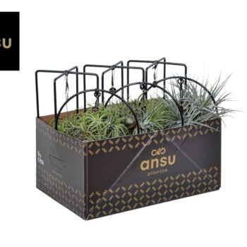 Tillandsia Cube/Ring mix (Medium)