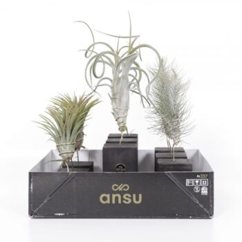 Tillandsia Burnt Wood Trio