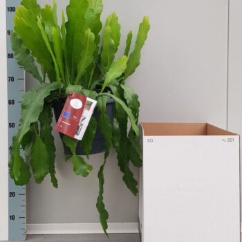 Epiphyllum Beavertail