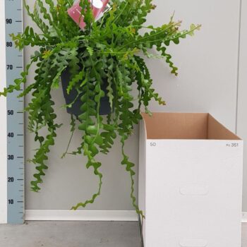 Epiphyllum Anguliger