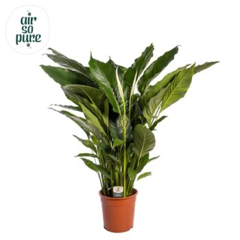 Spathiphyllum Sweet Sebastiano