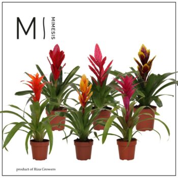 Bromelia Classic Mix