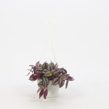 Tradescantia zebrina 'Violet Hill' Small swing
