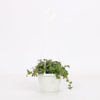 Callisia Turtle 12cm - Small Swing