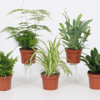 Groen Mix 12cm - Classic