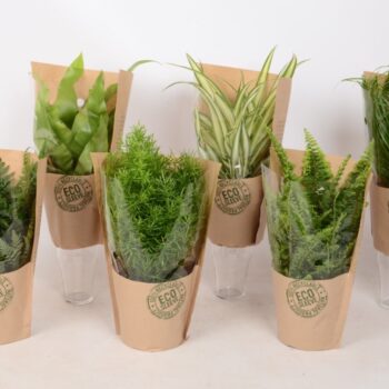 Groen Mix 12cm - Classic - Eco Hoes