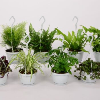 Groen Mix 12cm - Small Swing