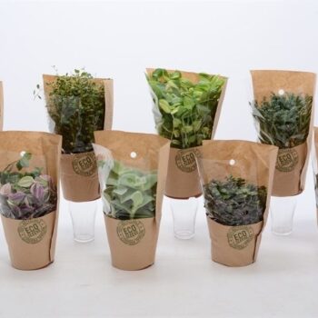 Groen Mix 12cm - Compact - Eco Hoes