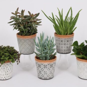 Groen Mix 12cm - Classic - Sydney Donker