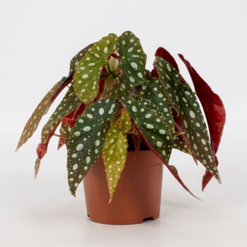 Begonia Maculata Silverspot 12cm