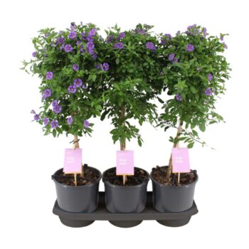 Solanum Rantonnetii stam