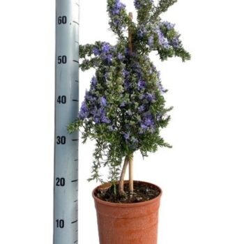 Kruiden mix - op stam