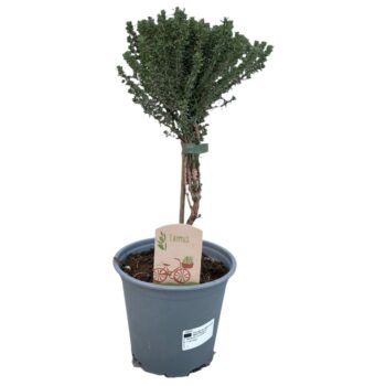 Thymus faustini "OP STAM"