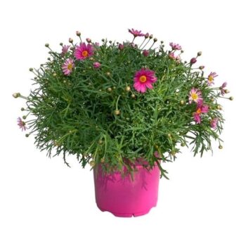 Argyranthemum Frutescens "struik" - ROZE