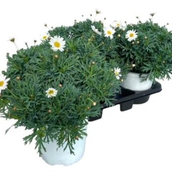Argyranthemum Frutescens "struik" - WIT