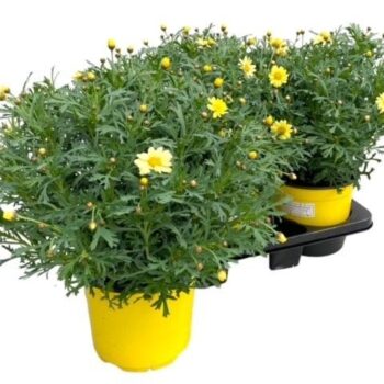 Argyranthemum Frutescens "struik" - GEEL