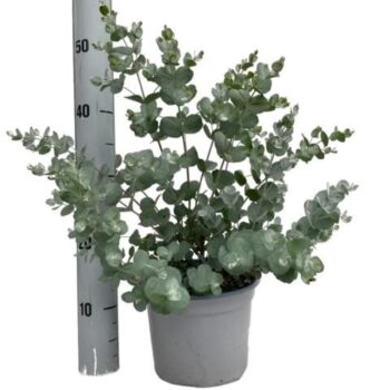 Eucalyptus Cinerea Silver Dollar