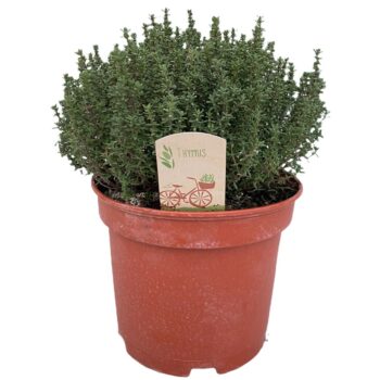 thymus vulgaris Faustini