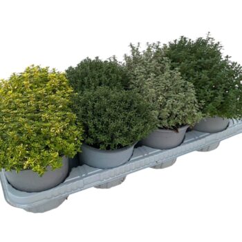 Thymus gemengd in tray