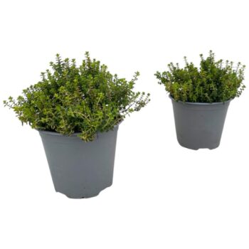 Thymus citriodorus Aureus