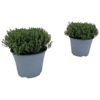 Thymus Vulgaris Faustini