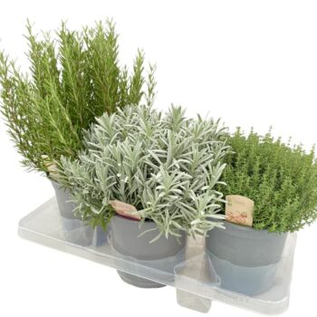 Kruiden mix - struik