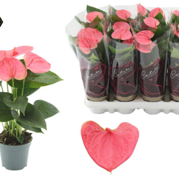 Anthurium Sweet Dream