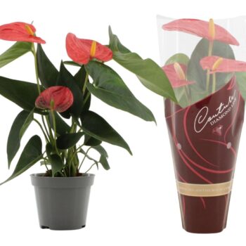 Anthurium Solara