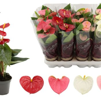 Anthurium 4 color mix