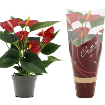 Anthurium Diamond Red