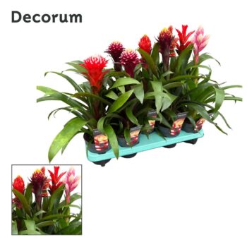 Guzmania Bolmix Exclusive