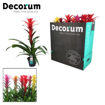 Guzmania Maxima Mix XXL