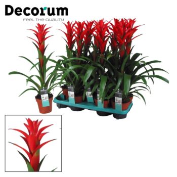 Guzmania Ostara (Red)