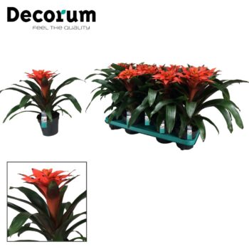 Guzmania Tutti Frutti