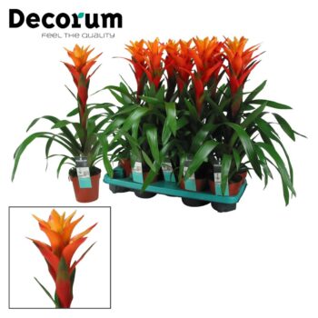 Guzmania Variada (Orange)