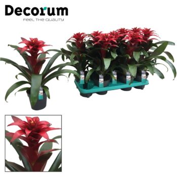 Guzmania Salinas