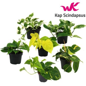 Mix Scindapsus (Epipremnum) / Philodendron gemengd