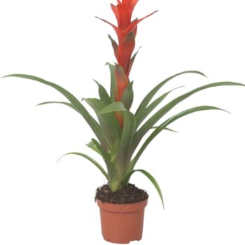 Guzmania Ostara (Red)