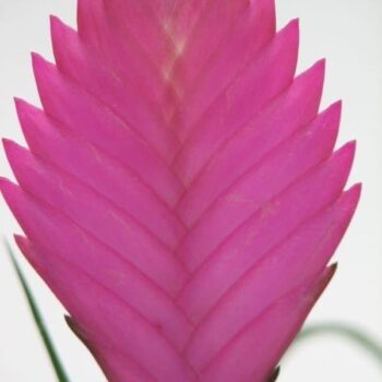 Tillandsia cyanea Anita