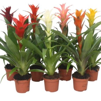 Guzmania Mix