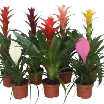 Bromelia Mix