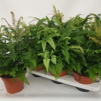 Adiantum Bronze Venus