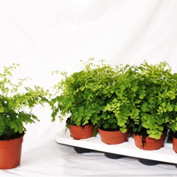 Adiantum Raddianum Fragrans