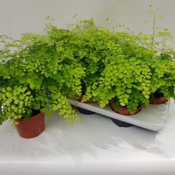 Adiantum Raddianum Fragrans