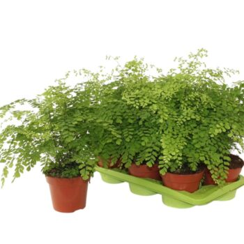 Adiantum Raddianum Fragrans