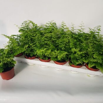 Adiantum Raddianum Fritz-Luthi