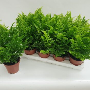 Adiantum Raddianum Fritz-Luthi