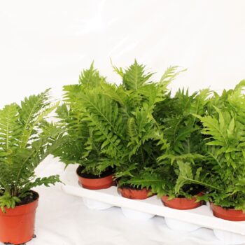 Blechnum Gibbum Silver Lady