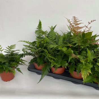 Athyrium 'Fern exterior mix'